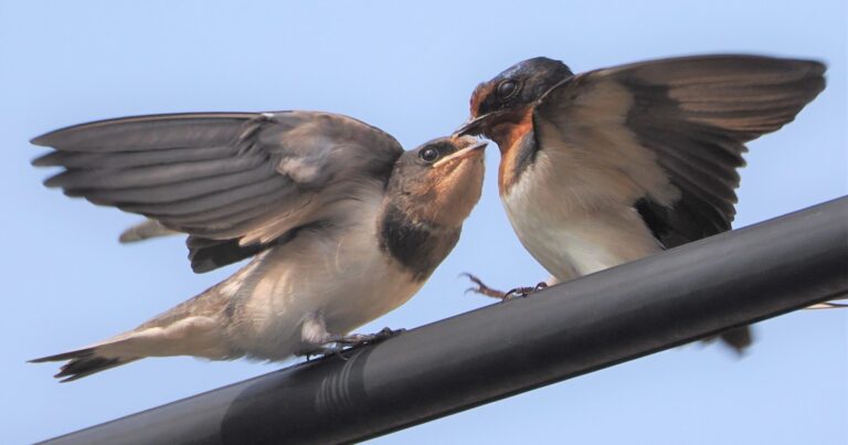 親ツバメの心子知らず