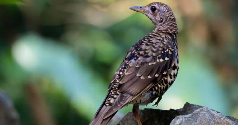 奄美大島 探鳥の旅