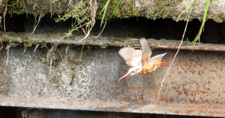 白いカワセミに会ってきました